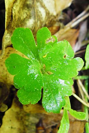 Ranunculus irregularis \ Ungleichm&auml;&szlig;iger Gold-Hahnenfu� / Irregular Goldilocks, D Mainberg 9.5.2015