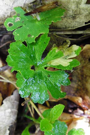 Ranunculus irregularis \ Ungleichm&auml;&szlig;iger Gold-Hahnenfu� / Irregular Goldilocks, D Mainberg 9.5.2015