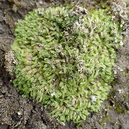 Riccia huebeneriana ? \ H&uuml;beners Stern-Lebermoos / Huebener's Crystalwort, D Celle 24.8.2018