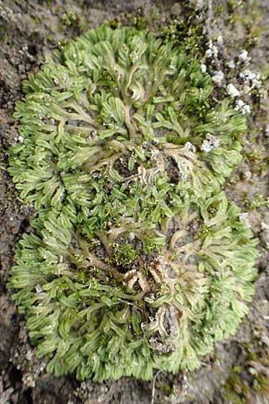 Riccia huebeneriana ? \ H&uuml;beners Stern-Lebermoos / Huebener's Crystalwort, D Celle 24.8.2018