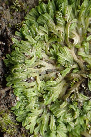 Riccia huebeneriana ? \ H&uuml;beners Stern-Lebermoos / Huebener's Crystalwort, D Celle 24.8.2018