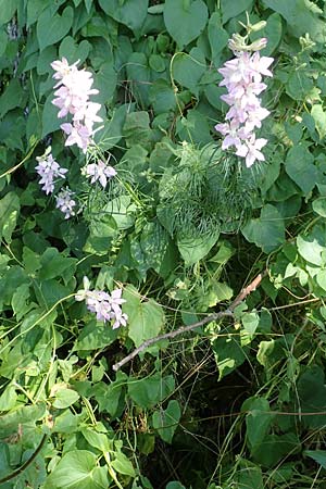 Delphinium hispanicum \ Orientalischer Rittersporn / Eastern Larkspur, D Seeheim an der Bergstra&szlig;e 24.6.2019