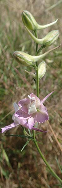 Delphinium hispanicum \ Orientalischer Rittersporn / Eastern Larkspur, D Seeheim an der Bergstra&szlig;e 24.6.2019