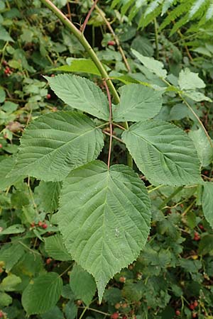 Rubus nessensis \ Fuchsbeere, Halbaufrechte Brombeere / Suberect Bramble, D Herne 27.7.2019