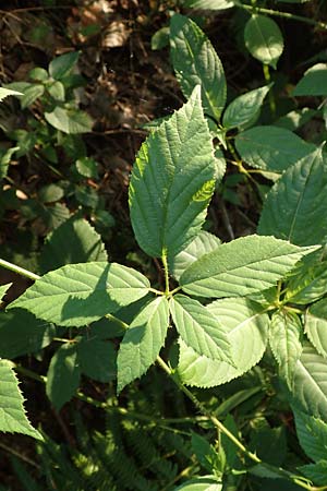 Rubus infestus \ Feindliche Brombeere / Adversarial Bramble, D Trendelburg-W&uuml;lmersen 28.7.2019