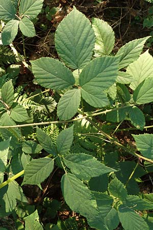 Rubus infestus \ Feindliche Brombeere / Adversarial Bramble, D Trendelburg-W&uuml;lmersen 28.7.2019