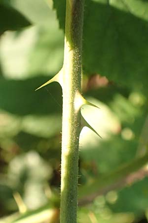 Rubus infestus \ Feindliche Brombeere / Adversarial Bramble, D Trendelburg-W&uuml;lmersen 28.7.2019