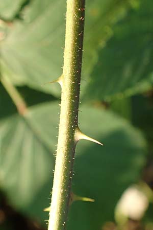 Rubus infestus \ Feindliche Brombeere / Adversarial Bramble, D Trendelburg-W&uuml;lmersen 28.7.2019