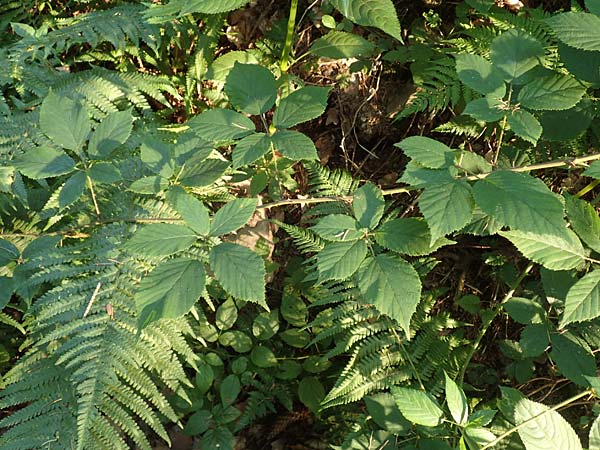 Rubus infestus \ Feindliche Brombeere / Adversarial Bramble, D Trendelburg-W&uuml;lmersen 28.7.2019