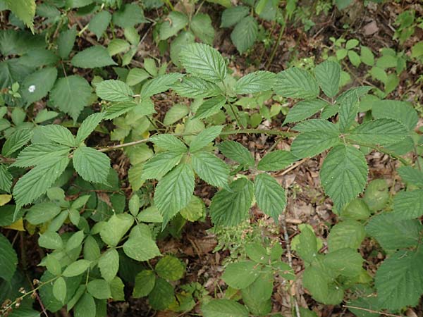 Rubus infestus \ Feindliche Brombeere / Adversarial Bramble, D Hann.  M&uuml;nden 28.7.2019