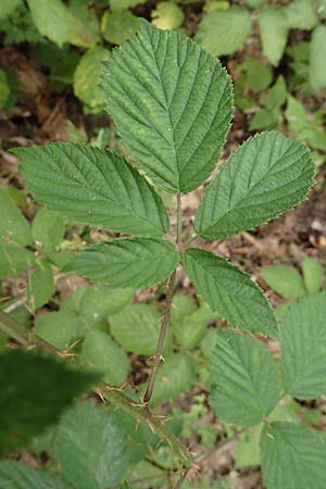Rubus infestus \ Feindliche Brombeere / Adversarial Bramble, D Hann.  M&uuml;nden 28.7.2019