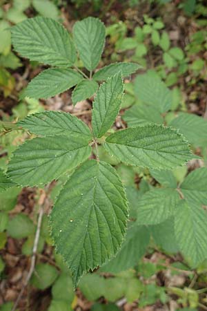 Rubus infestus \ Feindliche Brombeere / Adversarial Bramble, D Hann.  M&uuml;nden 28.7.2019