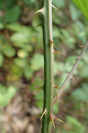 Rubus infestus \ Feindliche Brombeere / Adversarial Bramble, D Hann.  M&uuml;nden 28.7.2019