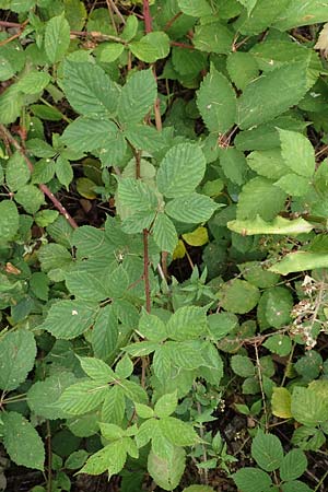 Rubus infestus \ Feindliche Brombeere / Adversarial Bramble, D Hann.  M&uuml;nden 28.7.2019