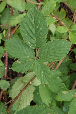 Rubus infestus \ Feindliche Brombeere / Adversarial Bramble, D Hann.  M&uuml;nden 28.7.2019