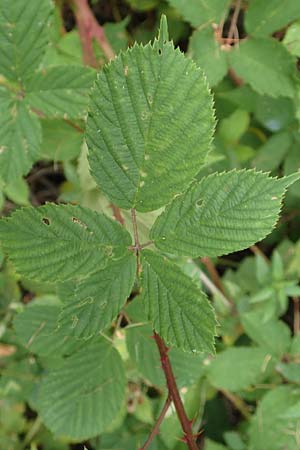 Rubus infestus \ Feindliche Brombeere / Adversarial Bramble, D Hann.  M&uuml;nden 28.7.2019