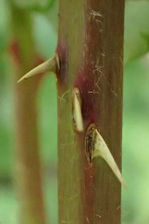 Rubus infestus \ Feindliche Brombeere / Adversarial Bramble, D Hann.  M&uuml;nden 28.7.2019