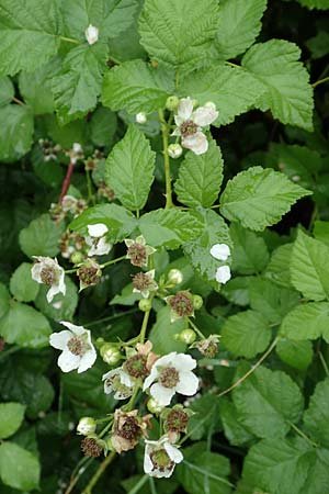 Rubus intricatus \ Wirr&auml;stige Haselblatt-Brombeere / Mazy-Branched Bramble, D Wei&szlig;enborn-Rambach 29.7.2019