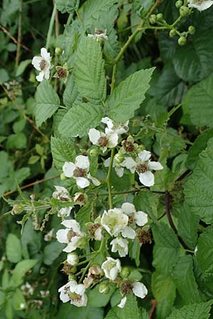Rubus intricatus \ Wirr&auml;stige Haselblatt-Brombeere / Mazy-Branched Bramble, D Wei&szlig;enborn-Rambach 29.7.2019