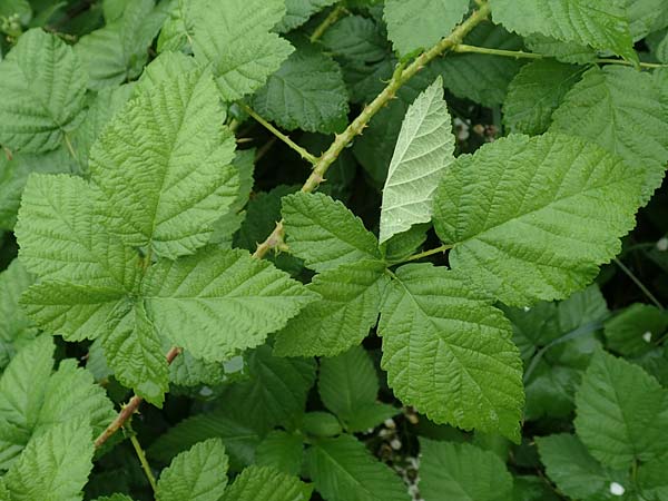 Rubus intricatus \ Wirr&auml;stige Haselblatt-Brombeere / Mazy-Branched Bramble, D Wei&szlig;enborn-Rambach 29.7.2019