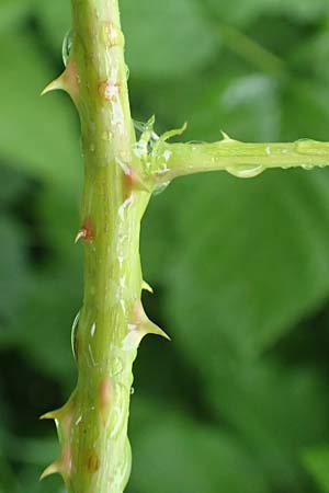 Rubus intricatus \ Wirr&auml;stige Haselblatt-Brombeere / Mazy-Branched Bramble, D Wei&szlig;enborn-Rambach 29.7.2019