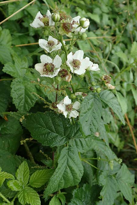 Rubus intricatus \ Wirr&auml;stige Haselblatt-Brombeere / Mazy-Branched Bramble, D Wei&szlig;enborn-Rambach 29.7.2019