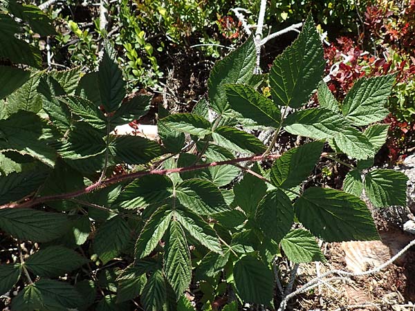 Rubus idaeus \ Himbeere / Raspberry, D Schwarzwald/Black-Forest, Hornisgrinde 4.9.2019