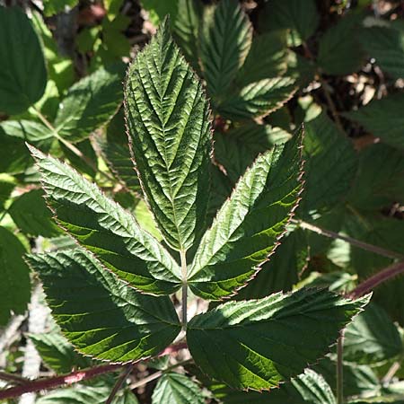 Rubus idaeus \ Himbeere / Raspberry, D Schwarzwald/Black-Forest, Hornisgrinde 4.9.2019