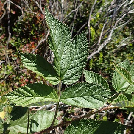 Rubus idaeus \ Himbeere / Raspberry, D Schwarzwald/Black-Forest, Hornisgrinde 4.9.2019