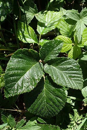 Rubus iuvenis \ Sauerland-Brombeere, Jugendliche Brombeere / Sauerland Bramble, D Sundern 12.6.2020