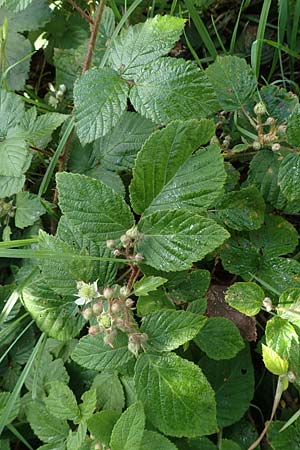 Rubus iuvenis \ Sauerland-Brombeere, Jugendliche Brombeere / Sauerland Bramble, D Sundern 12.6.2020
