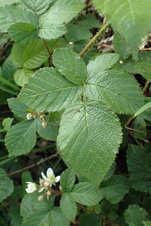 Rubus iuvenis \ Sauerland-Brombeere, Jugendliche Brombeere / Sauerland Bramble, D Sundern 12.6.2020