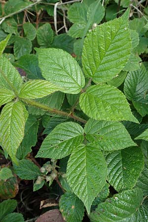 Rubus iuvenis \ Sauerland-Brombeere, Jugendliche Brombeere / Sauerland Bramble, D Sundern 12.6.2020