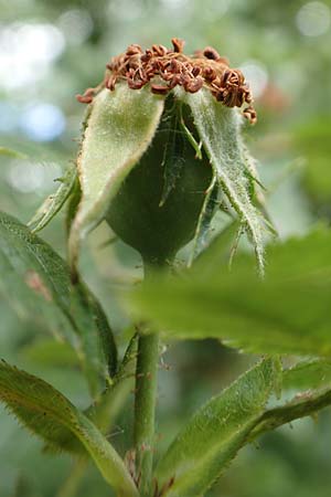 Rosa jundzillii \ Raubl�ttrige Rose / Large-Leaved Rose, D Botan. Gar.  Universit.  T&uuml;bingen 17.6.2017