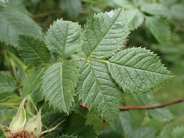 Rosa jundzillii \ Raubl�ttrige Rose / Large-Leaved Rose, D Botan. Gar.  Universit.  T&uuml;bingen 17.6.2017