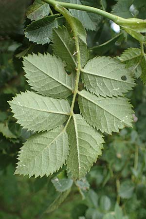 Rosa jundzillii \ Raubl�ttrige Rose / Large-Leaved Rose, D Botan. Gar.  Universit.  T&uuml;bingen 17.6.2017