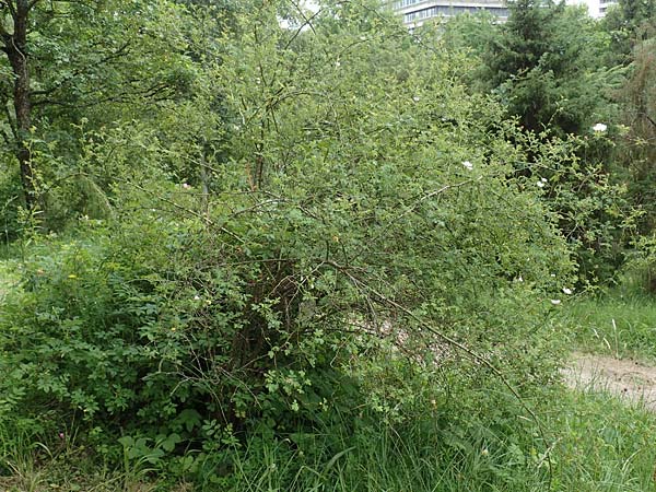 Rosa jundzillii \ Raubl�ttrige Rose / Large-Leaved Rose, D Botan. Gar.  Universit.  T&uuml;bingen 17.6.2017