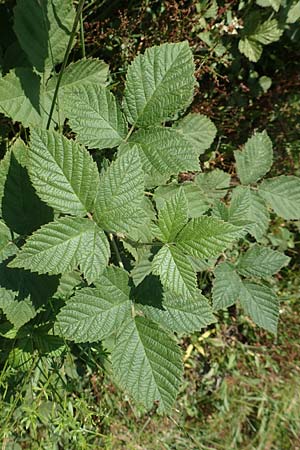 Rubus juchhoeh \ Juchh&ouml;h-Haselblatt-Brombeere / Juchhoeh Bramble, D Odenwald, Rimbach 26.6.2020