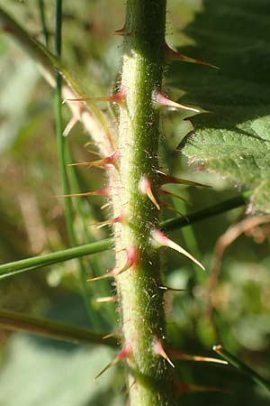 Rubus juchhoeh \ Juchh&ouml;h-Haselblatt-Brombeere / Juchhoeh Bramble, D Odenwald, Rimbach 26.6.2020