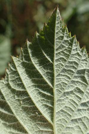 Rubus juchhoeh \ Juchh&ouml;h-Haselblatt-Brombeere / Juchhoeh Bramble, D Odenwald, Rimbach 26.6.2020
