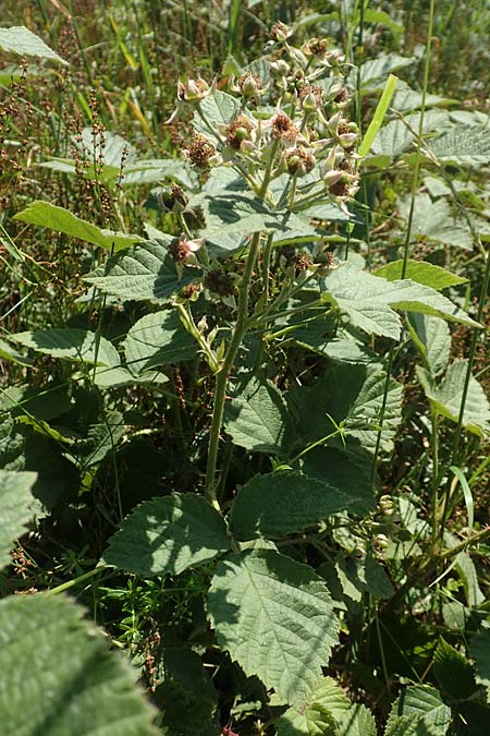 Rubus juchhoeh \ Juchh&ouml;h-Haselblatt-Brombeere / Juchhoeh Bramble, D Odenwald, Rimbach 26.6.2020