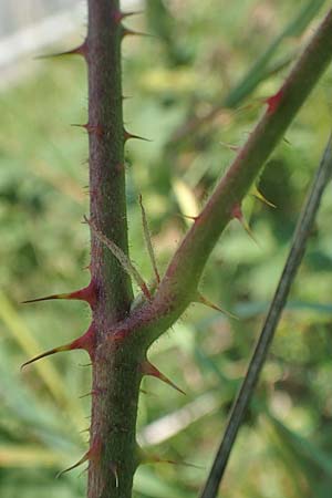 Rubus juchhoeh \ Juchh&ouml;h-Haselblatt-Brombeere / Juchhoeh Bramble, D Odenwald, Rimbach 26.6.2020