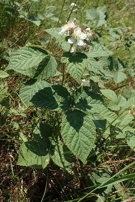 Rubus juchhoeh \ Juchh&ouml;h-Haselblatt-Brombeere / Juchhoeh Bramble, D Odenwald, Rimbach 26.6.2020