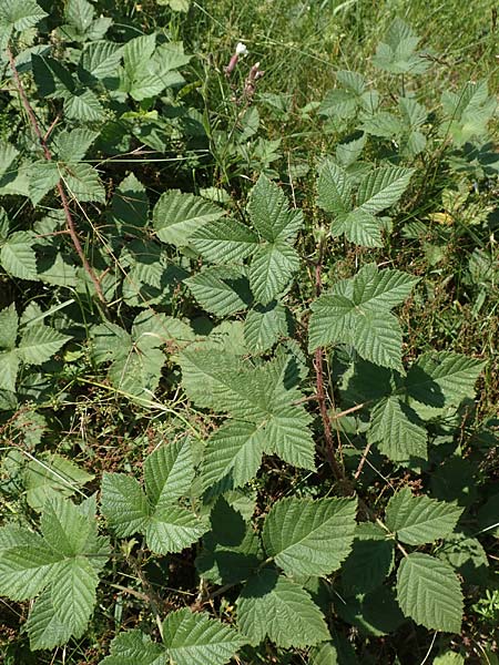 Rubus juchhoeh \ Juchh&ouml;h-Haselblatt-Brombeere / Juchhoeh Bramble, D Odenwald, Rimbach 26.6.2020