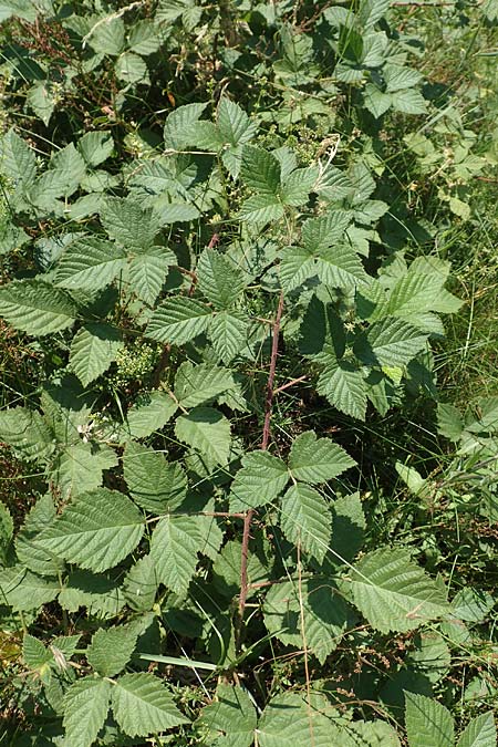 Rubus juchhoeh \ Juchh&ouml;h-Haselblatt-Brombeere / Juchhoeh Bramble, D Odenwald, Rimbach 26.6.2020