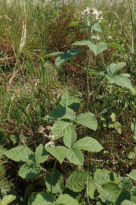 Rubus juchhoeh \ Juchh&ouml;h-Haselblatt-Brombeere / Juchhoeh Bramble, D Odenwald, Rimbach 26.6.2020