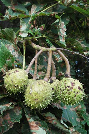 Aesculus hippocastanum \ Ross-Kastanie / Horse Chestnut, D Mannheim 25.7.2007