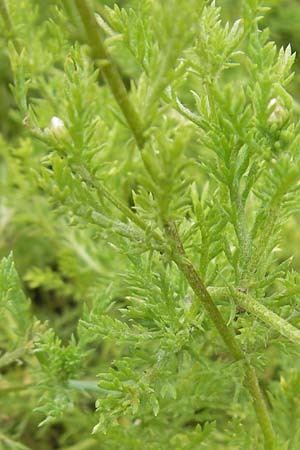 Chamaemelum nobile \ R�mische Kamille / Chamomile, D Botan. Gar.  Universit.  Mainz 11.7.2009