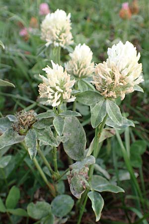 Trifolium pratense \ Rot-Klee, Wiesen-Klee / Red Clover, D Odenwald, Hammelbach 3.9.2015