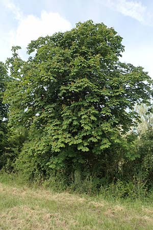 Aesculus hippocastanum \ Ross-Kastanie / Horse Chestnut, D Z&uuml;lpich-Juntersdorf 13.6.2019